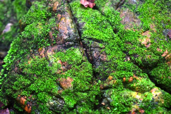 Musgo Verde Nascido Uma Rocha Grupo Algas Unicelulares Outras Algas — Fotografia de Stock