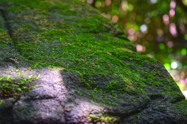 Grön Moss Född Klippa Grupp Single Celled Alger Eller Andra — Stockfoto