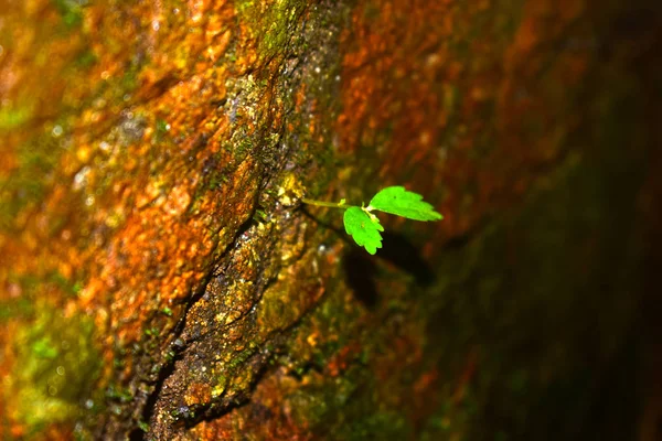 Mousse Verte Née Sur Rocher Agit Groupe Algues Unicellulaires Autres — Photo