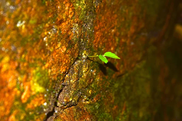 Mousse Verte Née Sur Rocher Agit Groupe Algues Unicellulaires Autres — Photo