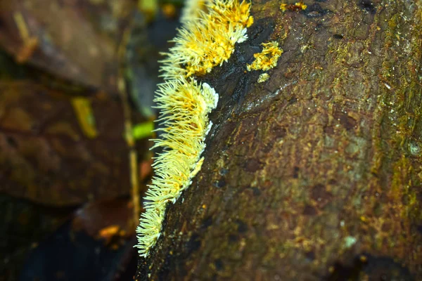Champignons Origine Naturelle Dans Les Forêts Forte Humidité Les Champignons — Photo