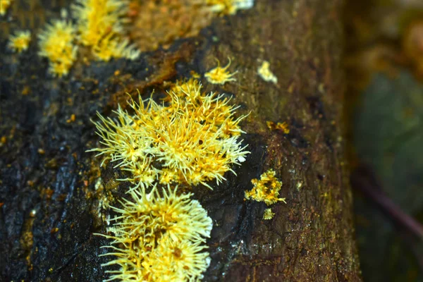 Natürlich Vorkommende Pilze Wäldern Mit Hoher Luftfeuchtigkeit Und Pilze Können — Stockfoto