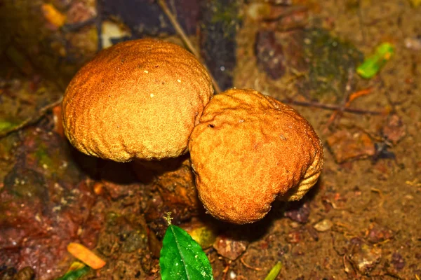 天然キノコ 湿度の高い森林でキノコも食品として使用できます — ストック写真