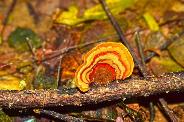 天然蘑菇 在高湿度的森林中蘑菇也可用作食物 — 图库照片