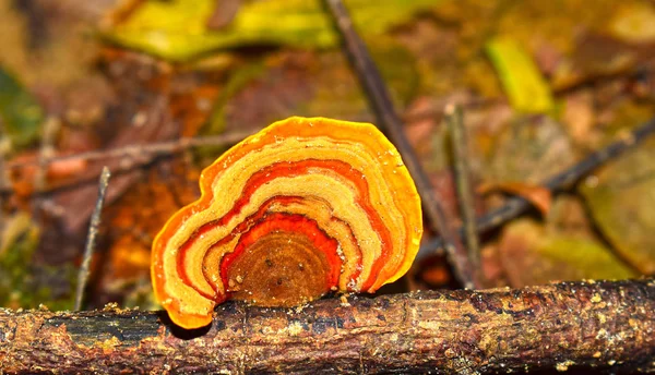 Cogumelos Que Ocorrem Naturalmente Florestas Com Alta Umidade Cogumelos Também — Fotografia de Stock