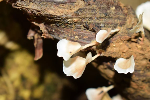 Cogumelos Que Ocorrem Naturalmente Florestas Com Alta Umidade Cogumelos Também — Fotografia de Stock