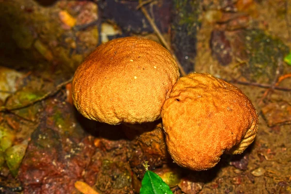 天然蘑菇 在高湿度的森林中蘑菇也可用作食物 — 图库照片