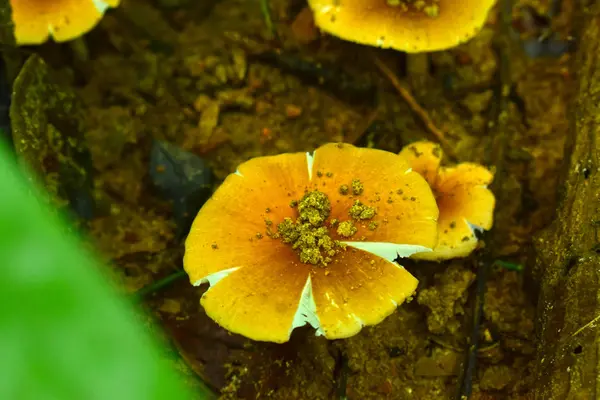 자연적으로 발생하는 습도가 숲에서 버섯도 음식으로 사용할 있습니다 — 스톡 사진