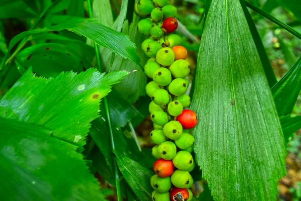 フッカーフィッシュテールヤシの葉は 尖ったエッジを指さされ 腹が滑らかであり 花序が膨張し ベースの近くの軸索に曲がりくねっている 果物は赤みがかったオレンジ色です — ストック写真