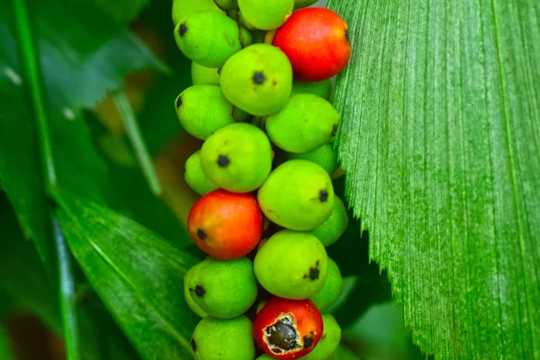 フッカーフィッシュテールヤシの葉は 尖ったエッジを指さされ 腹が滑らかであり 花序が膨張し ベースの近くの軸索に曲がりくねっている 果物は赤みがかったオレンジ色です — ストック写真