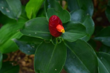 Bahçeye ekilen kızıl kızıl kızıl kırmızıyla çiçek açmaya başlar. Güzel bir yerli bitkidir. Parlak renkler vardır, cilt bakımı örtüsü olarak. Gerçek çiçek üstte küçüktür..