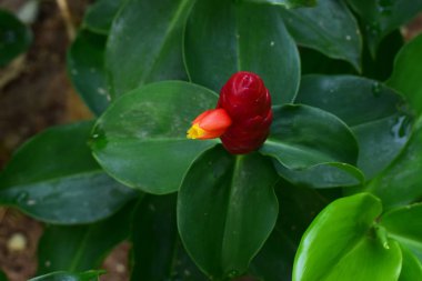 Bahçeye ekilen kızıl kızıl kızıl kırmızıyla çiçek açmaya başlar. Güzel bir yerli bitkidir. Parlak renkler vardır, cilt bakımı örtüsü olarak. Gerçek çiçek üstte küçüktür..