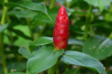 Bahçeye ekilen kızıl kızıl kızıl kırmızıyla çiçek açmaya başlar. Güzel bir yerli bitkidir. Parlak renkler vardır, cilt bakımı örtüsü olarak. Gerçek çiçek üstte küçüktür..