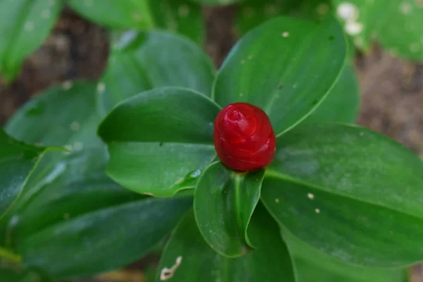 Red ginger planted in the garden begins to bloom in red. Is a beautiful native plant There are bright colors as a covering of inflorescences. The real flower is small on top.