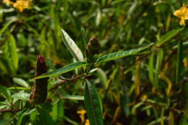 Kasımpatı çiçekleri açıyor. Çiçek açarsa sarı olur. Arka bahçeye güzel ekilmiş.