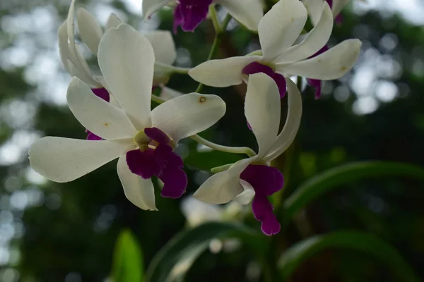 Orchidea Cominciato Fiorire Bellissimo Giardino Naturale — Foto Stock