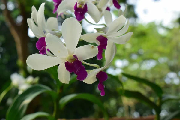 Orchid Began Bloom Beautiful Natural Garden — Stock Photo, Image
