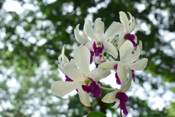 Orchidej Začala Kvést Krásné Přírodní Zahradě — Stock fotografie