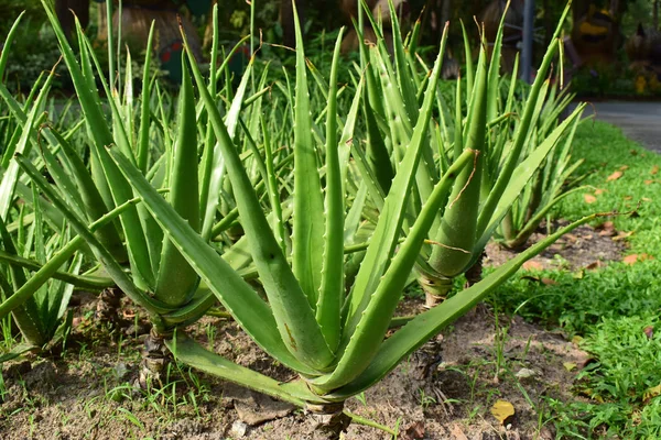 Bahçeye ekilen Aloevera bitkisel ilaç olarak kullanılabilir, çok kullanışlı.