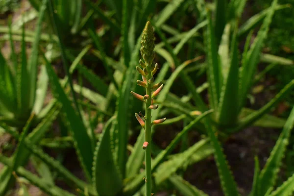 Aloevera Plantée Dans Jardin Peut Être Utilisée Comme Phytothérapie Très — Photo