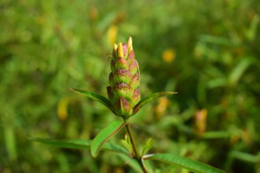 Kasımpatı çiçekleri açıyor. Çiçek açarsa sarı olur. Arka bahçeye güzel ekilmiş.