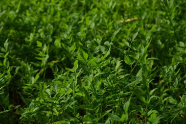 Kişniş yaprakları, doğal yeşil bir yapraktır semptomlar ve hoş kokulu kokular olarak tatlandırılabilir.