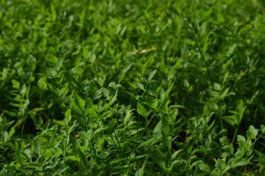 Kişniş yaprakları, doğal yeşil bir yapraktır semptomlar ve hoş kokulu kokular olarak tatlandırılabilir.