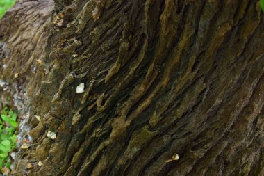 Parktaki ağaç kütüğü ve ağaç kabuğu cazibeye ve doğal güzelliğe bakar.
