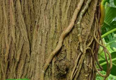 Parktaki ağaç kütüğü ve ağaç kabuğu cazibeye ve doğal güzelliğe bakar.