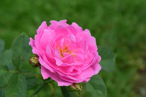 Roses are planted in the garden in front of the house. The pink flowers look beautiful