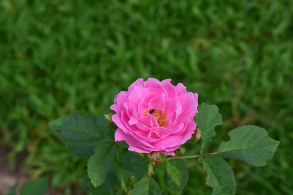 家の前の庭にバラが植えられています ピンクの花は美しく見えます — ストック写真