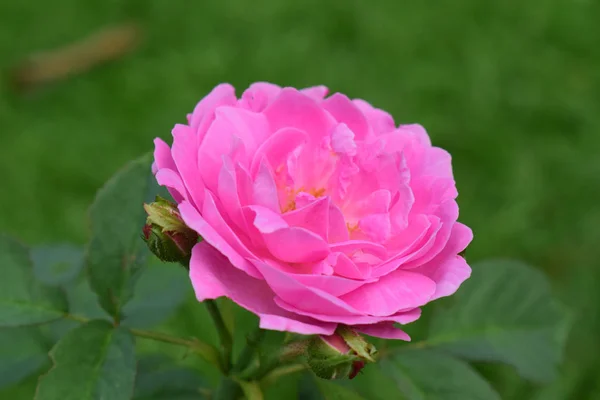 Las Rosas Plantan Jardín Frente Casa Las Flores Rosadas Ven —  Fotos de Stock