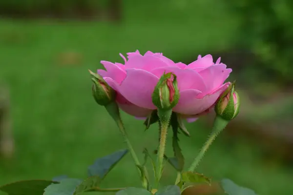 Розы Посажены Саду Перед Домом Розовые Цветы Выглядят Прекрасно — стоковое фото