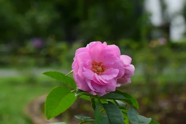 Mawar Ditanam Taman Depan Rumah Bunga Merah Muda Terlihat Cantik — Stok Foto