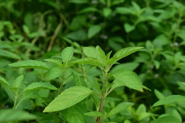 Coriander leaves Is a natural green leaf Can be flavored as symptoms And fragrant