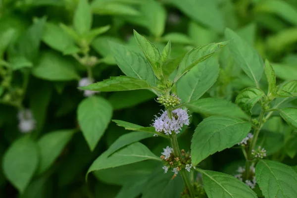 Coriander leaves Is a natural green leaf Can be flavored as symptoms And fragrant