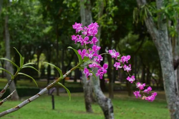 Orquídea Rosa Comenzó Florecer Hermoso Jardín Natural —  Fotos de Stock