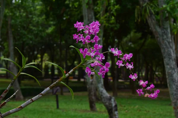 Rosa Orkidé Började Blomma Vacker Naturlig Trädgård — Stockfoto