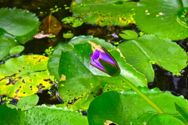 Flor Lótus Plantada Lagoa Que Começou Florescer Com Cores Bonitas — Fotografia de Stock