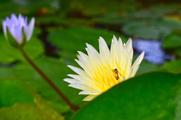 Flor Lótus Plantada Lagoa Que Começou Florescer Com Cores Bonitas — Fotografia de Stock