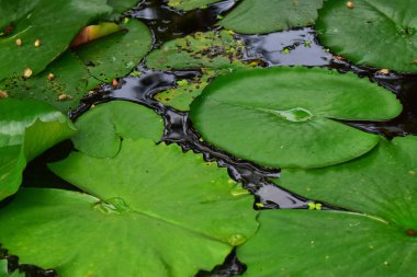 Nilüfer çiçeği ekilmeye başladı gölete Güzel renkler ve doğal renklerle