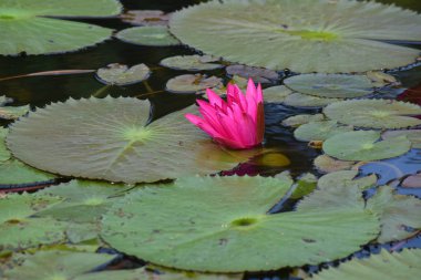  Nilüfer çiçeği ekilmeye başladı gölete Güzel renkler ve doğal renklerle