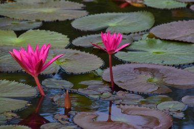  Nilüfer çiçeği ekilmeye başladı gölete Güzel renkler ve doğal renklerle