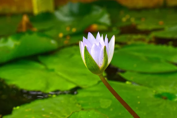 Flor Lótus Plantada Lagoa Que Começou Florescer Com Cores Bonitas — Fotografia de Stock