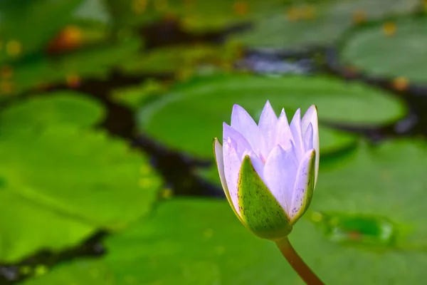 Flor Lótus Plantada Lagoa Que Começou Florescer Com Cores Bonitas — Fotografia de Stock