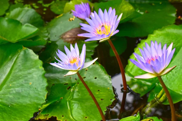 Flor Lótus Plantada Lagoa Que Começou Florescer Com Cores Bonitas — Fotografia de Stock