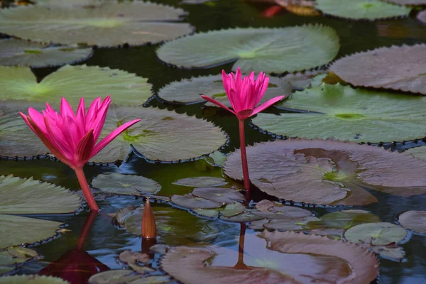  Nilüfer çiçeği ekilmeye başladı gölete Güzel renkler ve doğal renklerle