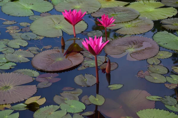 Lotus Fleur Plantée Dans Étang Qui Commencé Fleurir Avec Belles — Photo