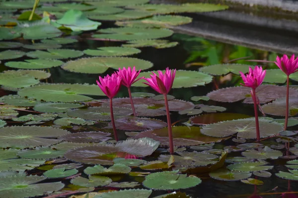 美しい色と自然で開花し始めた池に植えられた蓮の花 — ストック写真