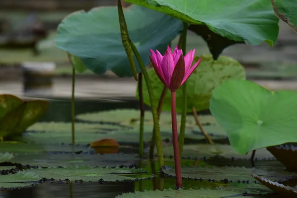 Flor Lótus Plantada Lagoa Que Começou Florescer Com Cores Bonitas — Fotografia de Stock